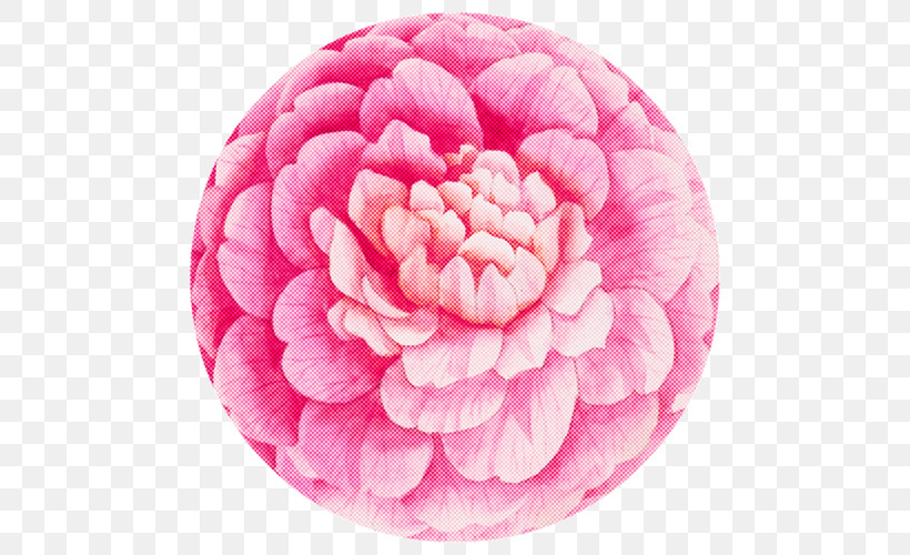 Pink Petal Plate Flower Plant, PNG, 500x500px, Pink, Camellia, Dishware, Flower, Petal Download Free