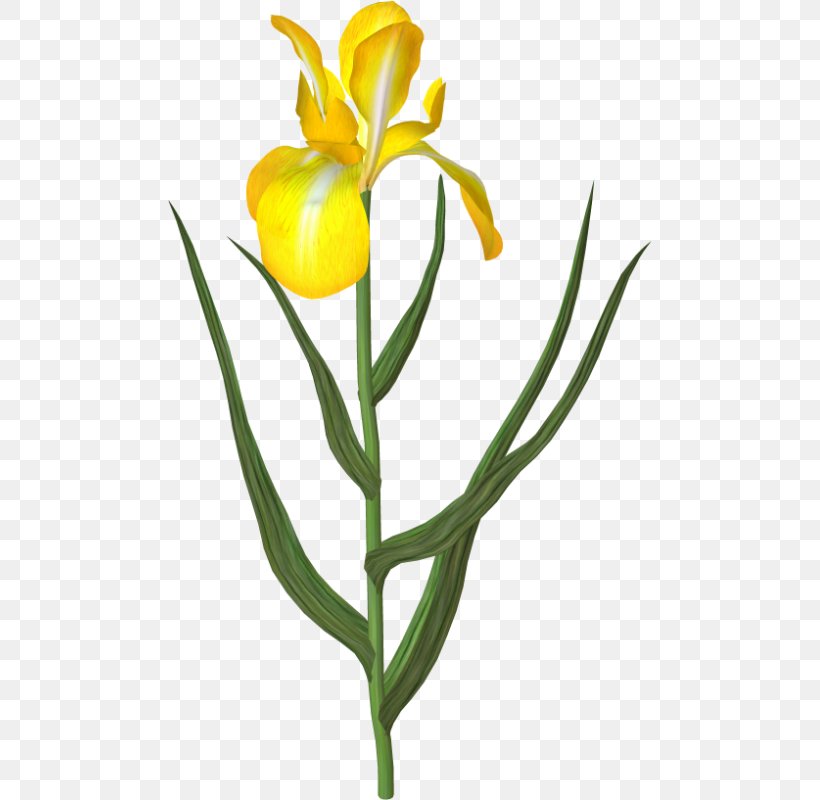 Tulip Cut Flowers Yellow Plant, PNG, 484x800px, Tulip, Bud, Color, Cut Flowers, Dahlia Download Free