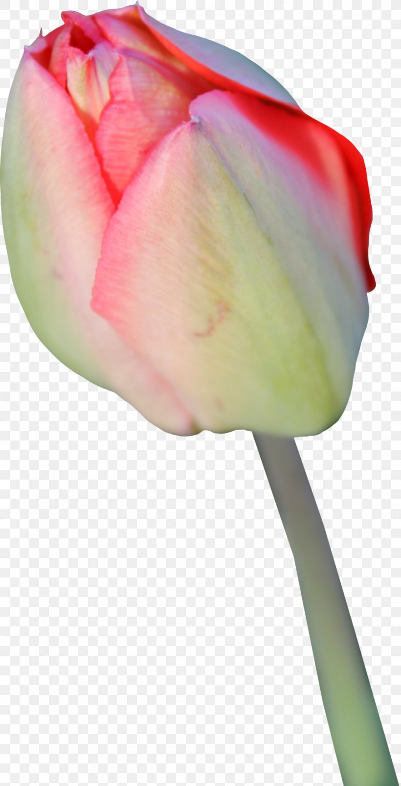 Tulip Flower Icon, PNG, 900x1763px, Tulip, Bud, Close Up, Display Resolution, Flower Download Free