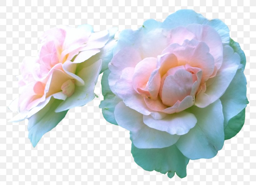 Cabbage Rose Garden Roses Floristry Flower, PNG, 1280x925px, Cabbage Rose, Artificial Flower, Cut Flowers, Floristry, Flower Download Free