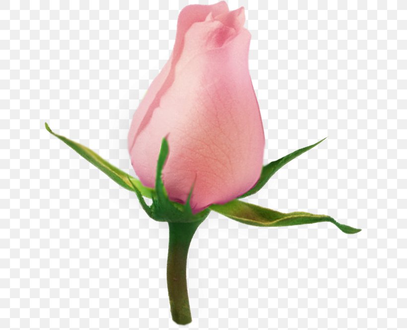 Clip Art Garden Roses Psd Flower, PNG, 642x664px, Garden Roses, Bud, Cut Flowers, Digital Image, Flower Download Free