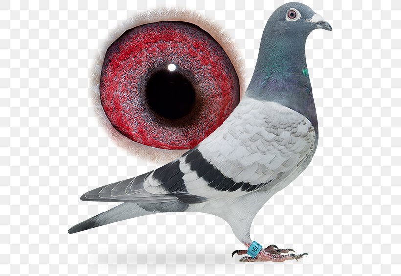 Columbidae Rock Dove Homing Pigeon Bird Nes Aan De Amstel, PNG, 556x565px, Columbidae, Beak, Belgium, Bird, Evergem Download Free