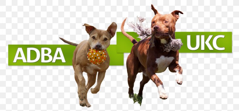 Dog Breed American Pit Bull Terrier American Staffordshire Terrier Staffordshire Bull Terrier, PNG, 1024x480px, Dog Breed, American Dog Breeders Association, American Pit Bull Terrier, American Staffordshire Terrier, Animal Sports Download Free