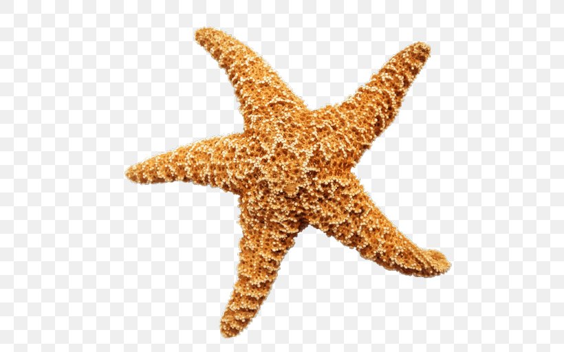 Olbersdorfer See Starfish, PNG, 512x512px, Olbersdorfer See, Common Starfish, Echinoderm, Hotel, Information Download Free