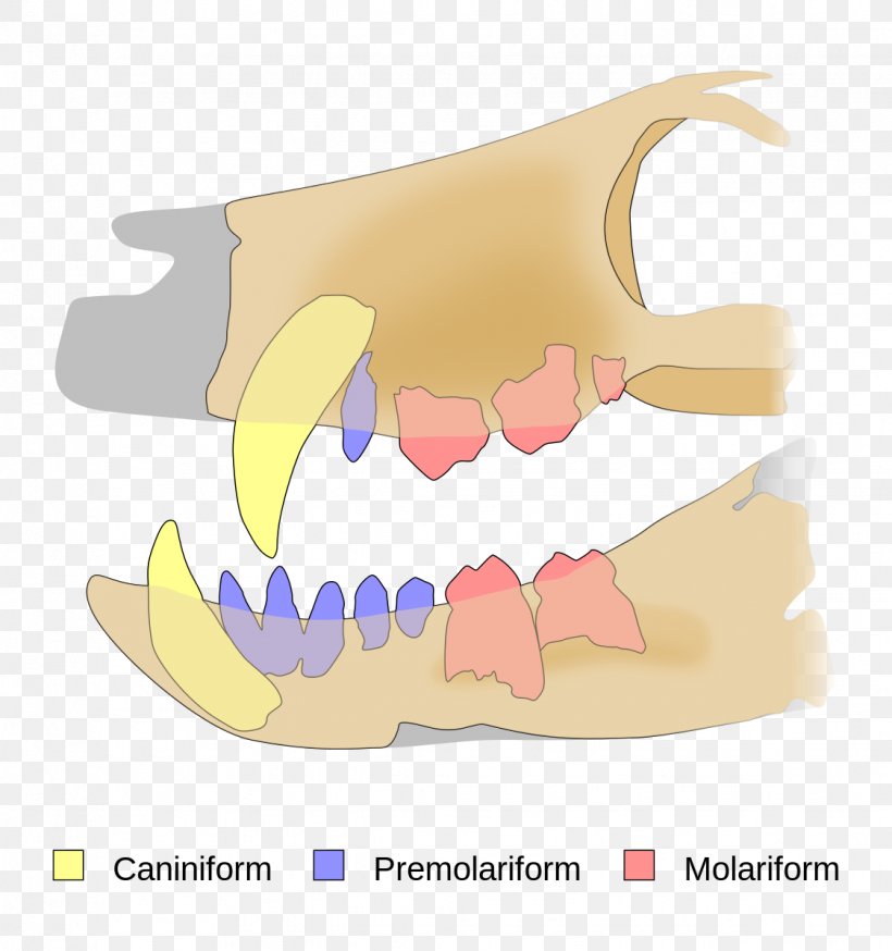 Pakasuchus Tooth Tyrannosaurus Cretaceous Notosuchia, PNG, 1123x1198px, Tooth, Cretaceous, Crocodyliformes, Crocodylomorpha, Dentition Download Free