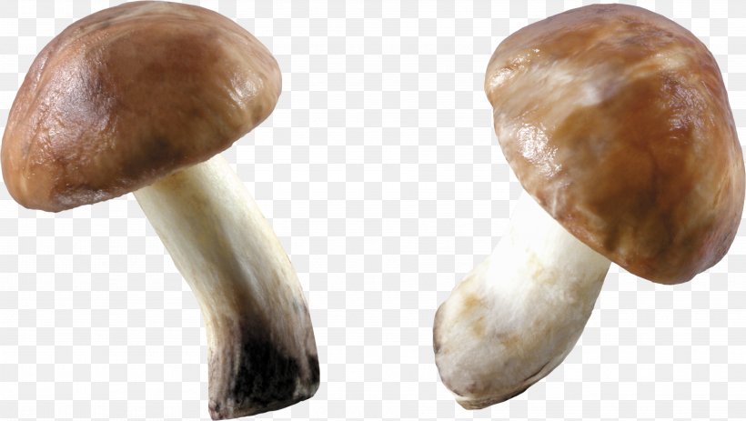 Mushroom Fungus, PNG, 3741x2115px, Mushroom, Adobe Fireworks, Digital Image, Display Resolution, Edible Mushroom Download Free