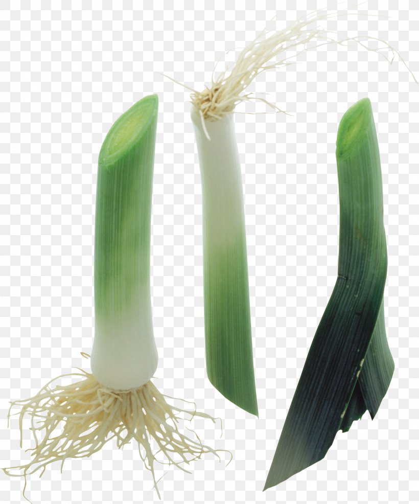 Onion Vegetable Allium Fistulosum Scallion, PNG, 1921x2310px, Onion, Allium Fistulosum, Cucumber, Depositfiles, Garlic Download Free