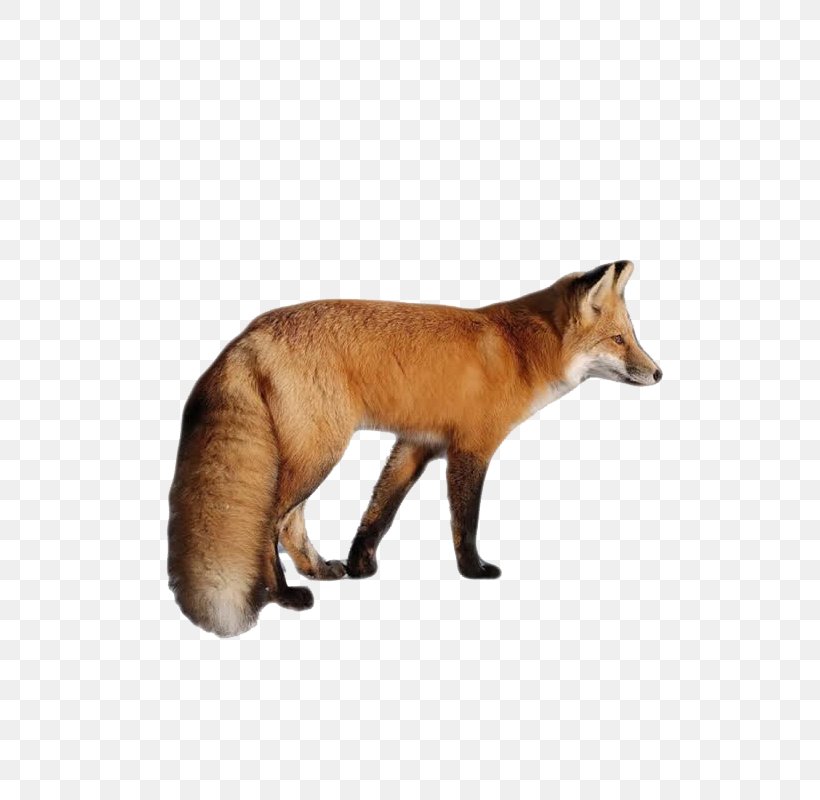 Red Fox Download Clip Art, PNG, 800x800px, Red Fox, Carnivoran, Cdr, Computer Network, Dog Like Mammal Download Free