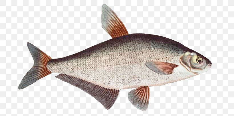 Common Carp Goldfish Northern Red Snapper Crucian Carp Milkfish, PNG, 721x406px, Common Carp, Ballerus, Ballerus Ballerus, Bony Fish, Carp Download Free