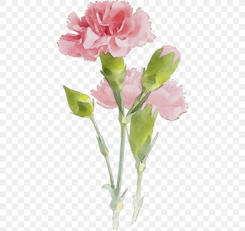 Garden Roses, PNG, 442x772px, Watercolor, Bud, Cabbage Rose, Carnation, Cut Flowers Download Free