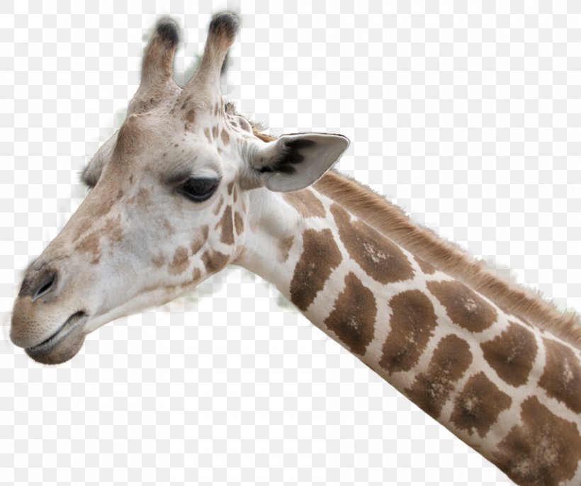 Head Northern Giraffe, PNG, 900x754px, Northern Giraffe, Autocad Dxf, Cdr, Fauna, Giraffe Download Free