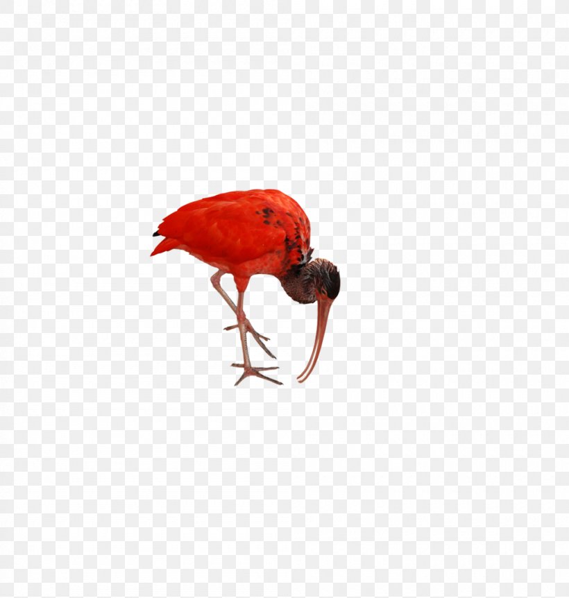 Bird Flamingo Animal, PNG, 1000x1052px, Bird, Animal, Beak, Feather, Flamingo Download Free