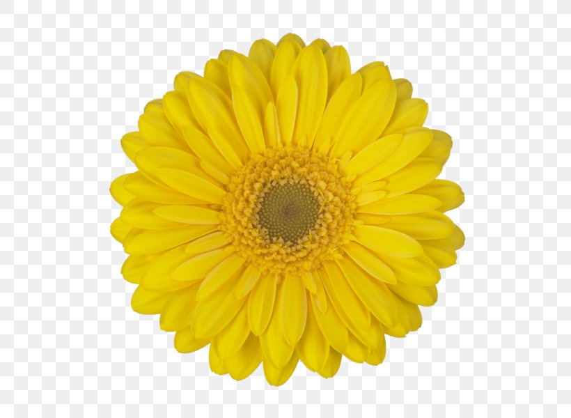 Common Sunflower Stock Photography Sunflower Seed, PNG, 600x600px, Common Sunflower, Chrysanths, Cut Flowers, Daisy, Daisy Family Download Free