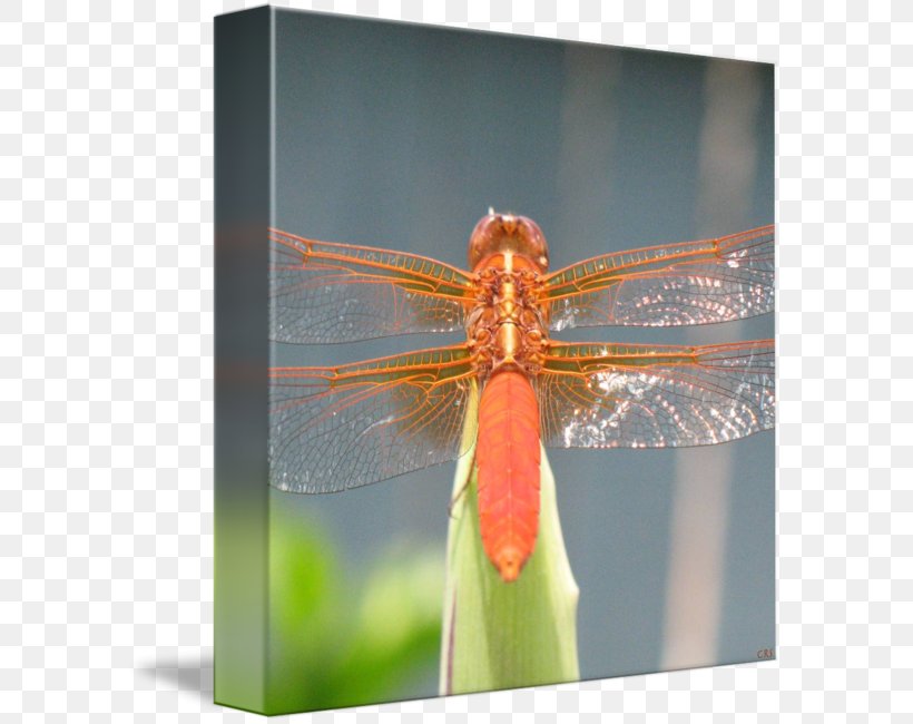 Insect Dragonfly Photography Invertebrate Arthropod, PNG, 589x650px, Insect, Arthropod, Dragonflies And Damseflies, Dragonfly, Invertebrate Download Free