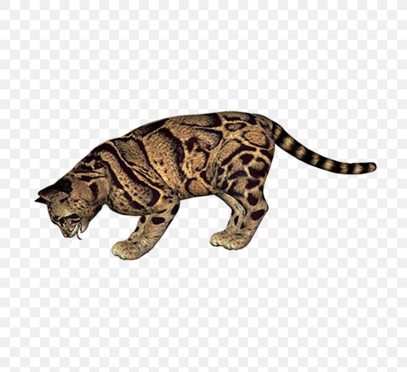Leopard Cheetah Eurasian Lynx Tiger, PNG, 750x750px, Leopard, Big Cats, Carnivoran, Cat, Cat Like Mammal Download Free