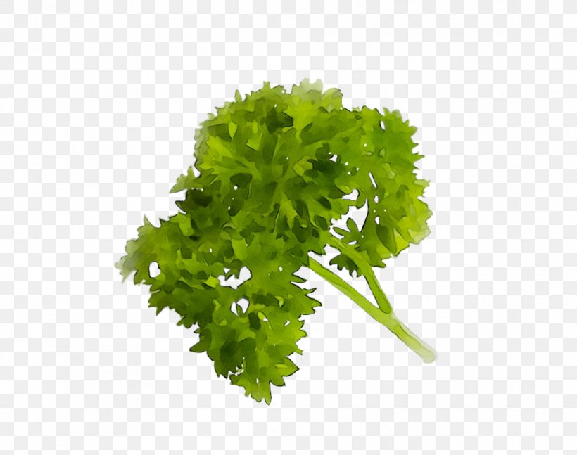 Parsley Coriander, PNG, 1058x836px, Parsley, Aquarium Decor, Chervil, Coriander, Flower Download Free