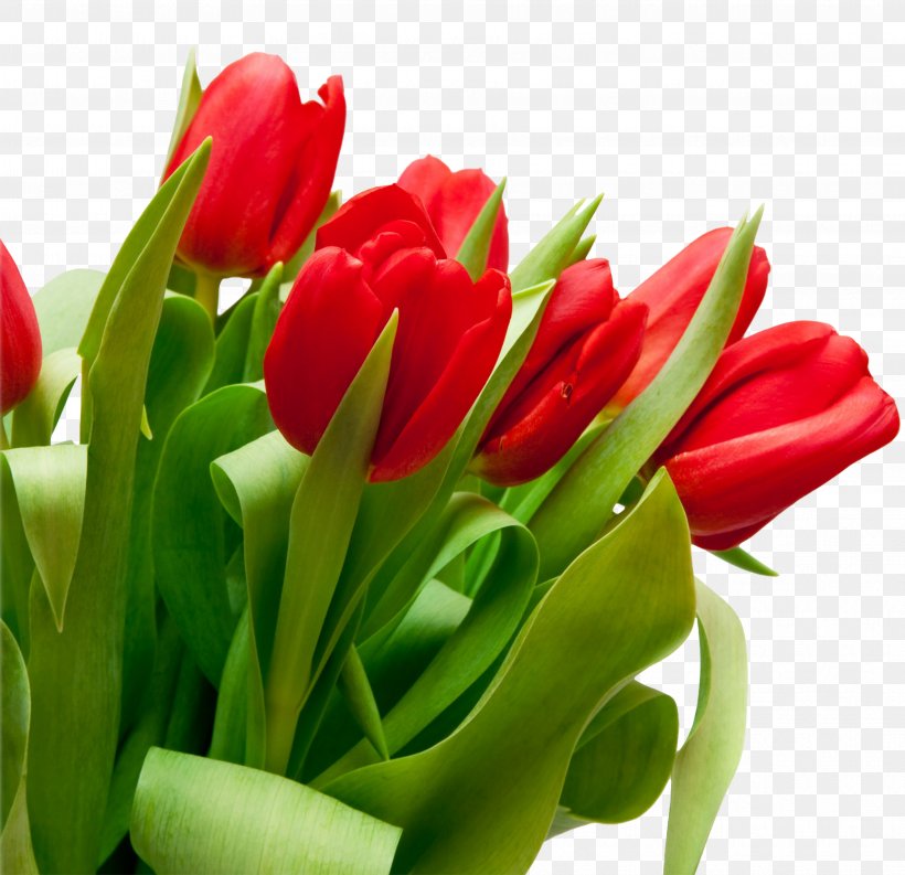 Tulip Red Flower Bouquet, PNG, 3648x3529px, Tulip, Bell Peppers And Chili Peppers, Bird S Eye Chili, Bud, Color Download Free