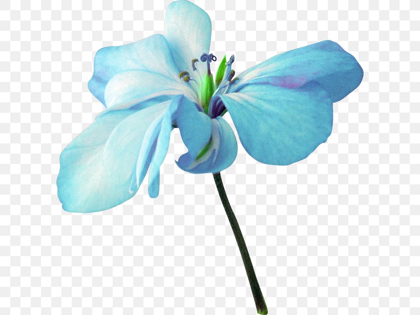 Blue Flower Clip Art, PNG, 600x615px, Blue, Color, Cut Flowers, Flora, Flower Download Free