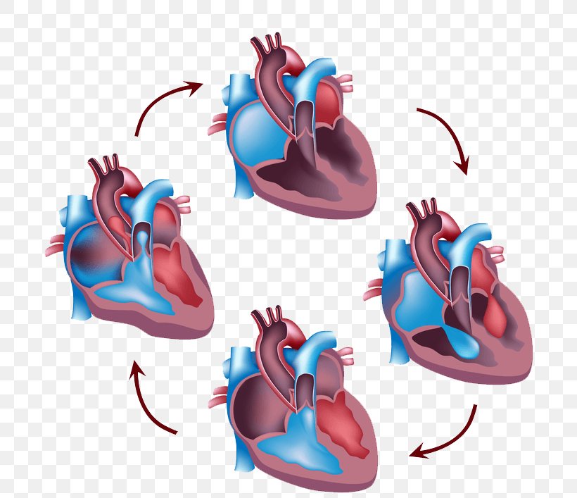 Cardiac Cycle Heart Circulatory System Systole Human Body, PNG, 707x707px, Cardiac Cycle, Anatomy, Biological System, Circulatory System, Diastole Download Free