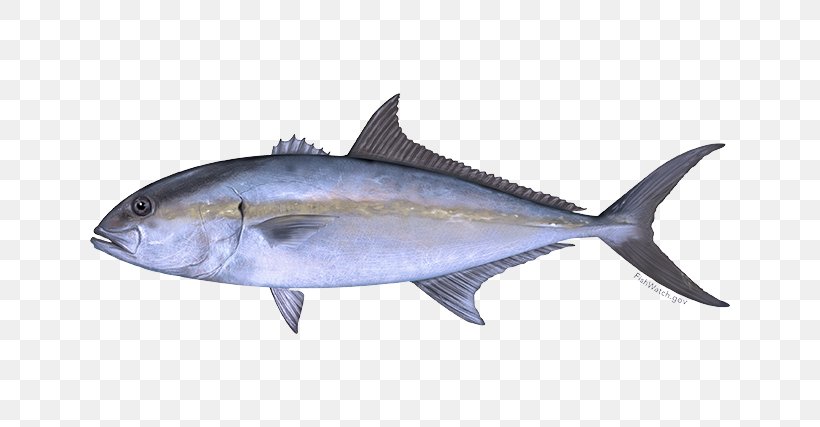 Fish Fish Fin Thunnus Atlantic Bluefin Tuna, PNG, 640x427px, Fish, Albacore Fish, Atlantic Bluefin Tuna, Fin, Fish Products Download Free