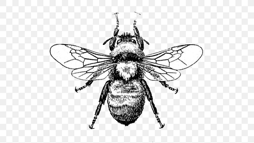 Honey Bee Drawing Clip Art, PNG, 550x462px, Bee, Antique, Art, Arthropod, Black And White Download Free