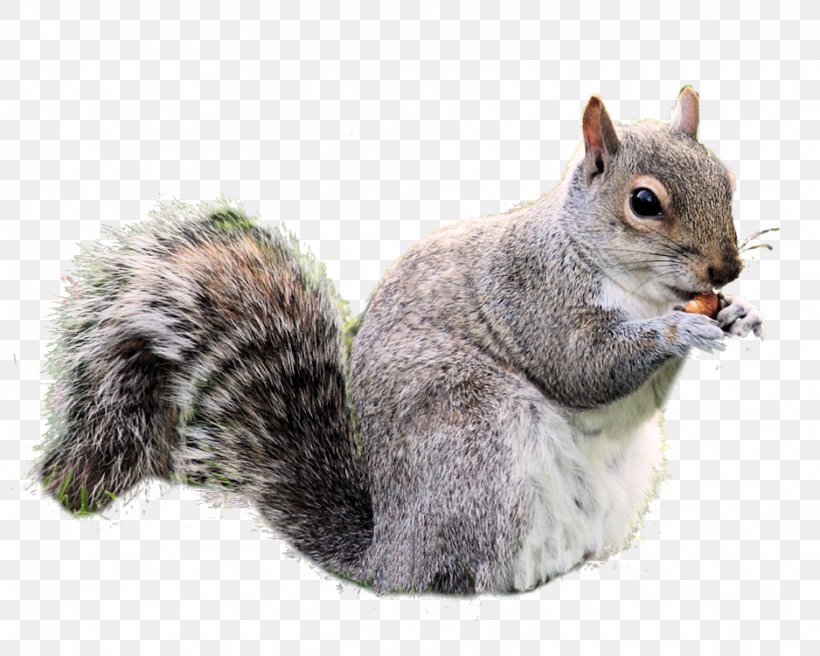 Rodent Red Squirrel Clip Art, PNG, 938x751px, Rodent, Animal, Cat, Chipmunk, Eastern Gray Squirrel Download Free