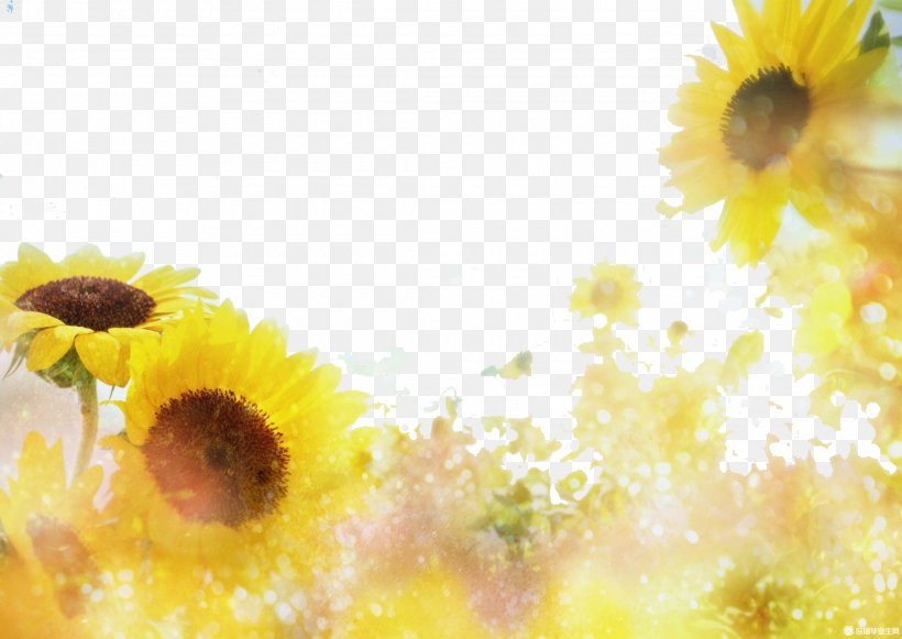 Sunflowers In The Sun, PNG, 2180x1547px, India, August 15, Close Up, Daisy Family, Day Download Free