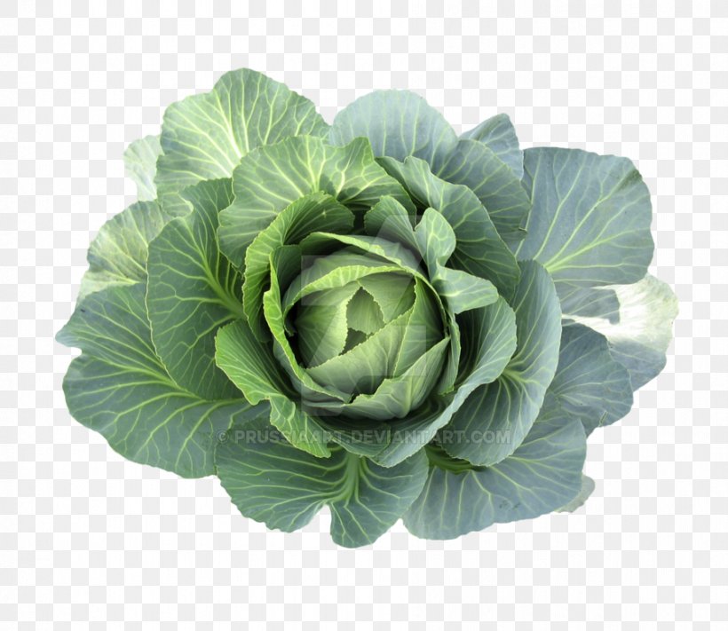 Romaine Lettuce Spring Greens Collard Greens Vegetarian Cuisine Cabbage, PNG, 899x780px, Romaine Lettuce, Brussels Sprouts, Cabbage, Collard Greens, Cruciferous Vegetables Download Free