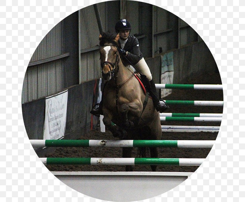 Show Jumping Hunt Seat Rein Equitation Stallion, PNG, 676x676px, Show Jumping, Animal Sports, Bridle, English Riding, Equestrian Download Free