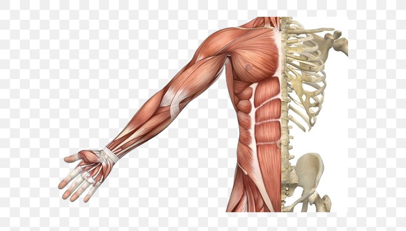 Skeletal Muscle Muscular System Human Skeleton Human Body, PNG, 586x468px, Watercolor, Cartoon, Flower, Frame, Heart Download Free