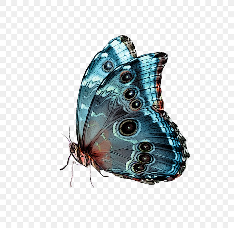 Butterfly Blue, PNG, 690x800px, Butterfly, Arthropod, Blue, Brush Footed Butterfly, Butterflies And Moths Download Free
