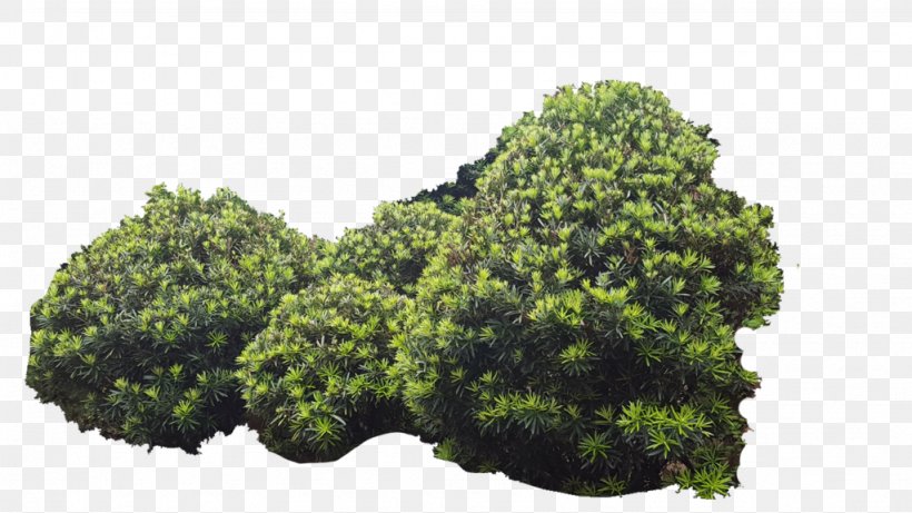 Shrubland Tree, PNG, 1024x576px, Shrub, Deviantart, Evergreen, Grass, Lawn Download Free