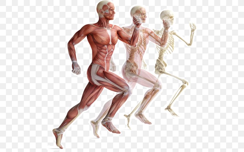 Skeletal Muscle Human Skeleton Muscular System Human Body, PNG, 512x512px, Watercolor, Cartoon, Flower, Frame, Heart Download Free