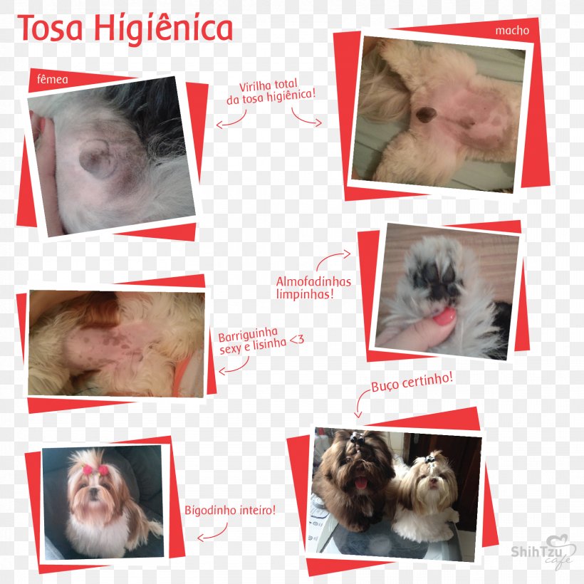 Whiskers Shih Tzu Poodle Lhasa Apso Dog Breed, PNG, 1667x1667px, Whiskers, Animal, Carnivoran, Cat, Cat Like Mammal Download Free