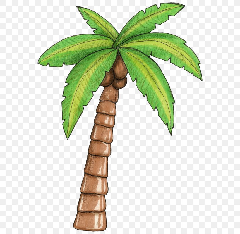 Arecaceae Tree Clip Art, PNG, 576x800px, Arecaceae, Ala Moana Beach, Arecales, Coconut, Date Palm Download Free
