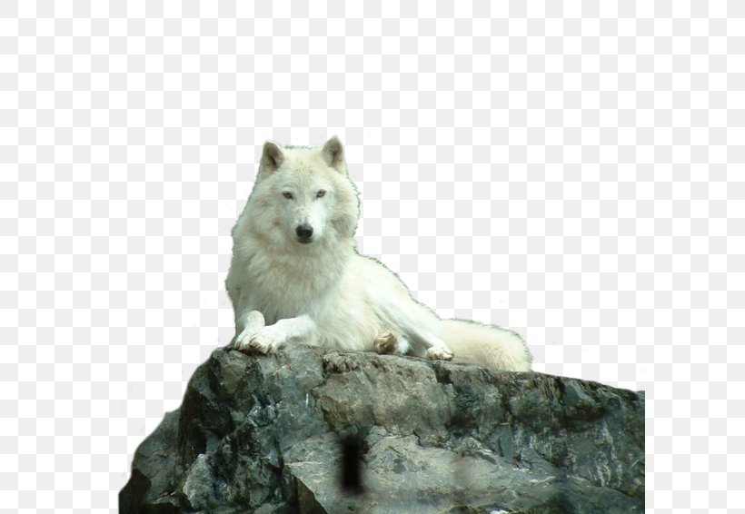 Dog Arctic Wolf Eastern Wolf Mackenzie Valley Wolf Puppy, PNG, 600x566px, Dog, Animal, Arctic Fox, Arctic Wolf, Black Wolf Download Free