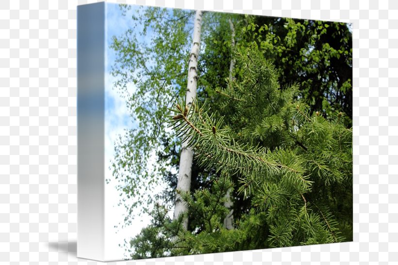 Forest Biome, PNG, 650x547px, Forest, Biome, Branch, Conifer, Evergreen Download Free