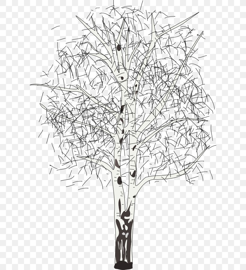 Silver Birch Betula Lenta Tree Clip Art, PNG, 622x900px, Silver Birch, Aspen, Betula Lenta, Birch, Black And White Download Free
