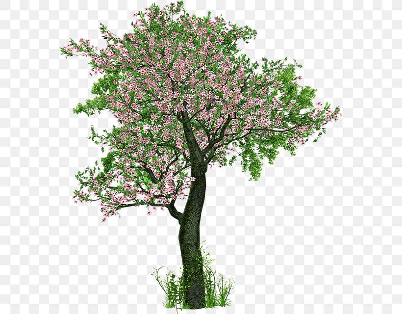 The Love Of Trees Tree Planting Deciduous, PNG, 579x640px, Tree, Arbor Day, Blossom, Branch, Cherry Blossom Download Free