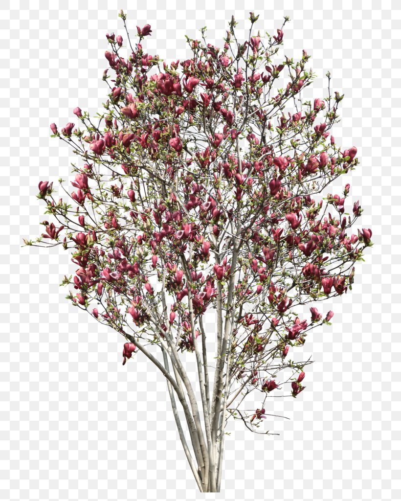 Tree Southern Magnolia Chinese Magnolia Clip Art, PNG, 773x1024px, 2d Computer Graphics, Tree, Blossom, Branch, Cherry Blossom Download Free