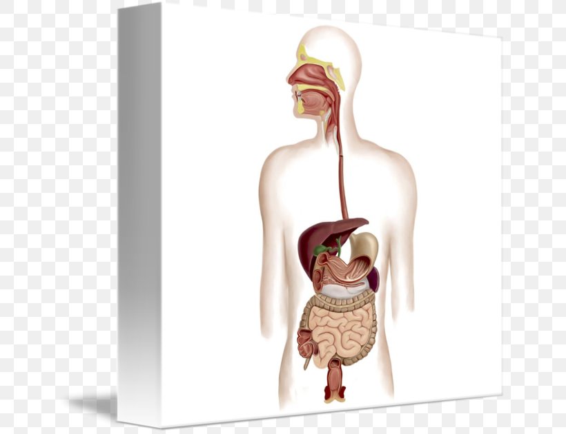 Human Digestive System Digestion Gastrointestinal Tract Anatomy Art, PNG, 650x630px, Watercolor, Cartoon, Flower, Frame, Heart Download Free