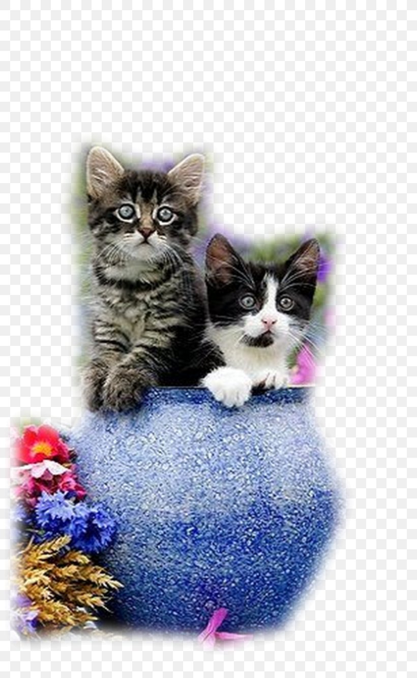 Kitten Persian Cat Maine Coon Ragdoll Siamese Cat, PNG, 800x1333px, Kitten, American Wirehair, Animal, Carnivoran, Cat Download Free