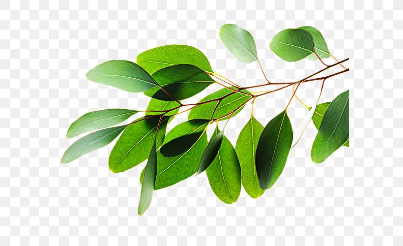Leaf Eucalyptus Polybractea Lemon-scented Gum Alamy Stock Photography, PNG, 600x500px, Leaf, Alamy, Bract, Branch, Bud Download Free