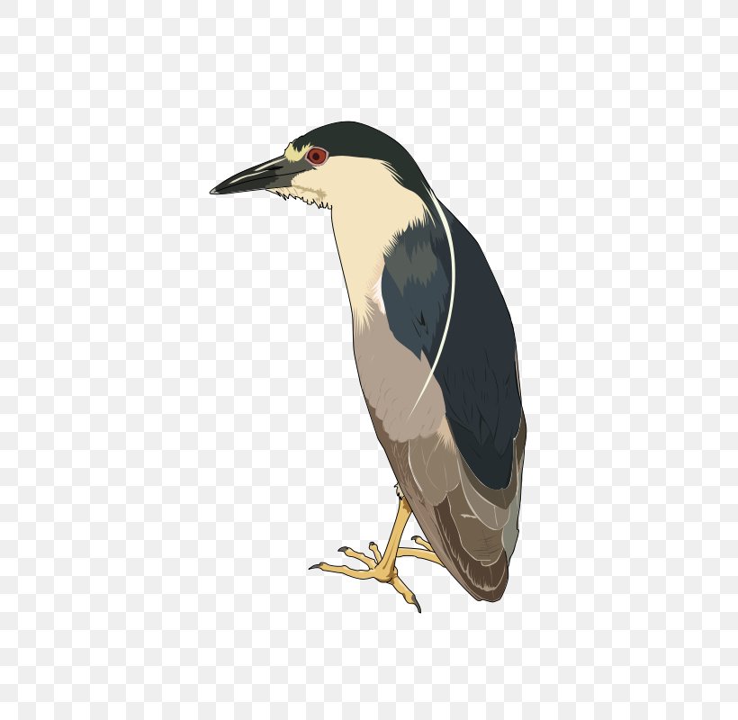 Black-crowned Night Heron Clip Art, PNG, 561x800px, Heron, Beak, Bird, Blackcrowned Night Heron, Fauna Download Free