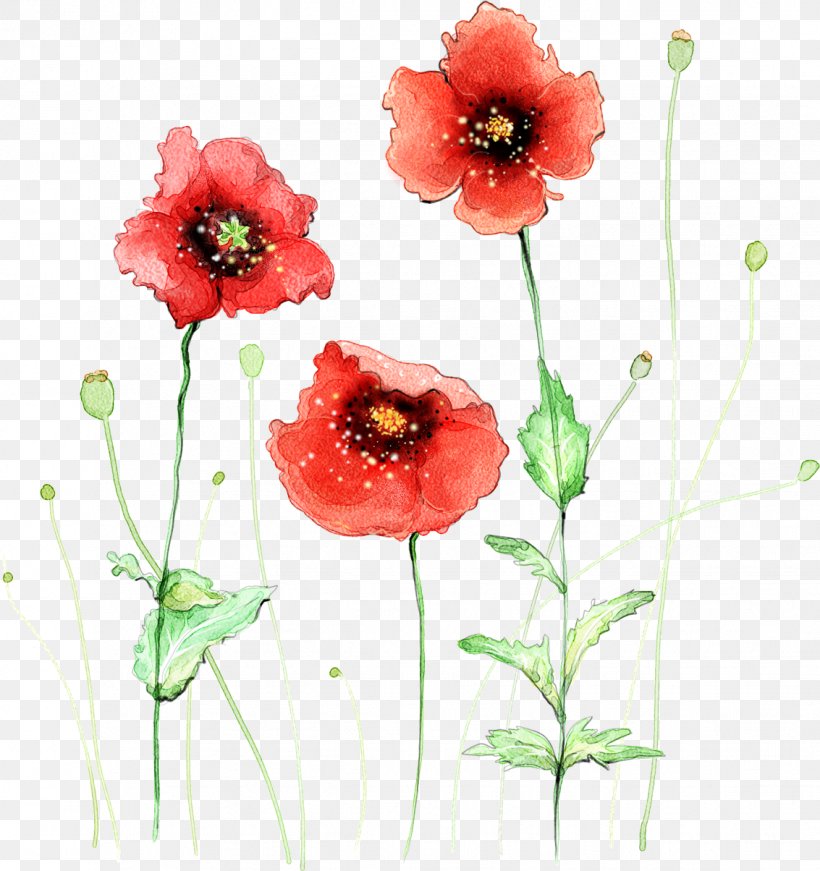 Common Poppy Flower Watercolor Painting, PNG, 1133x1204px, Common Poppy, Color, Coquelicot, Flower, Flower Bouquet Download Free