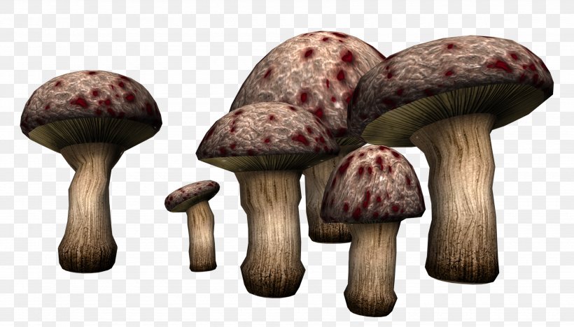 Edible Mushroom Fungus Poisonous Mushroom Clip Art, PNG, 3500x1999px, Edible Mushroom, Agaricus, Food, Fungus, Ingredient Download Free