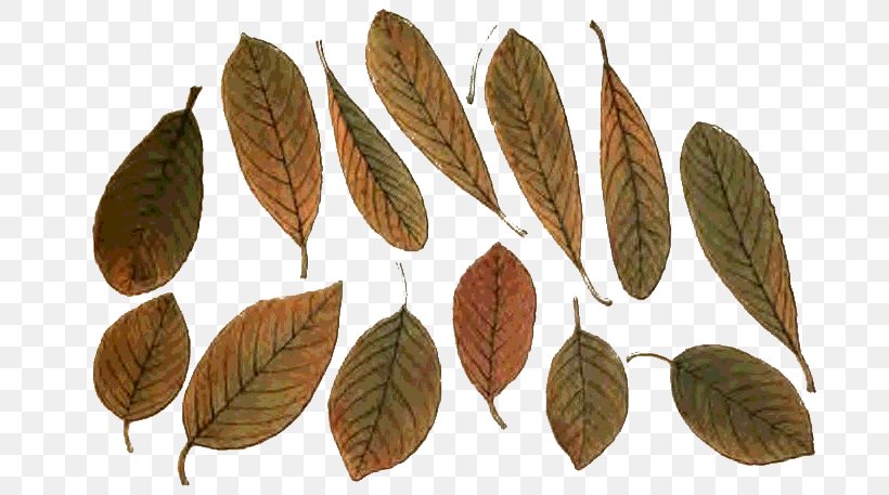 Leaf Populus Nigra Populus Sect. Aigeiros Tree Sweetgum, PNG, 690x457px, Leaf, Autumn, Banco De Imagens, Cottonwood, Follaje Download Free