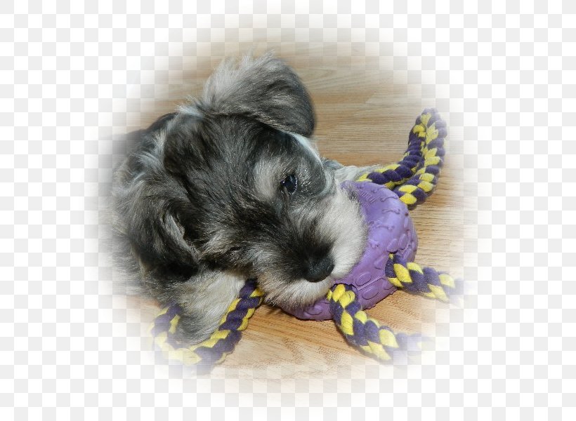 Miniature Schnauzer Schnoodle Morkie Havanese Dog Little Lion Dog, PNG, 600x600px, Miniature Schnauzer, Breed, Carnivoran, Companion Dog, Dog Download Free