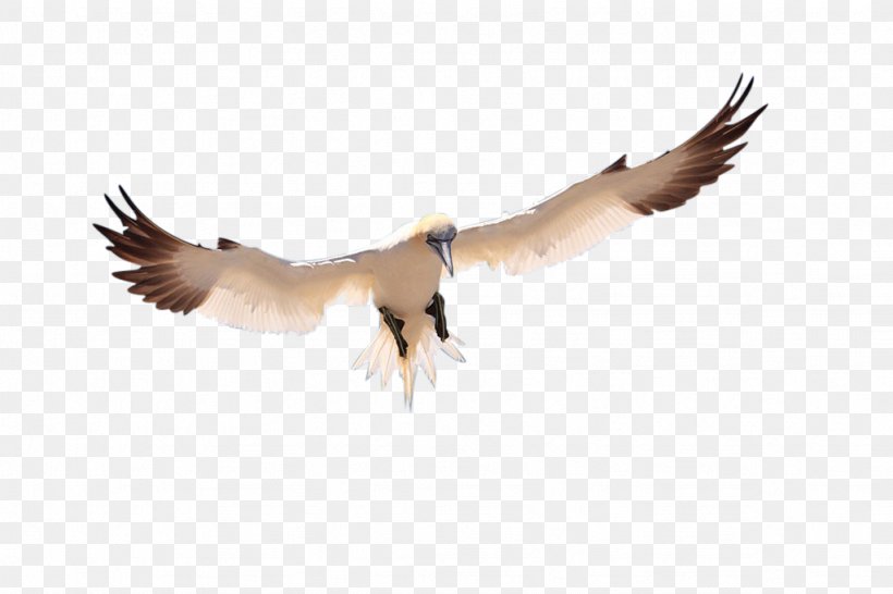 Bird Pelican Icon, PNG, 1024x682px, Bird, Anatidae, Beak, Bird Of Prey, Duck Download Free