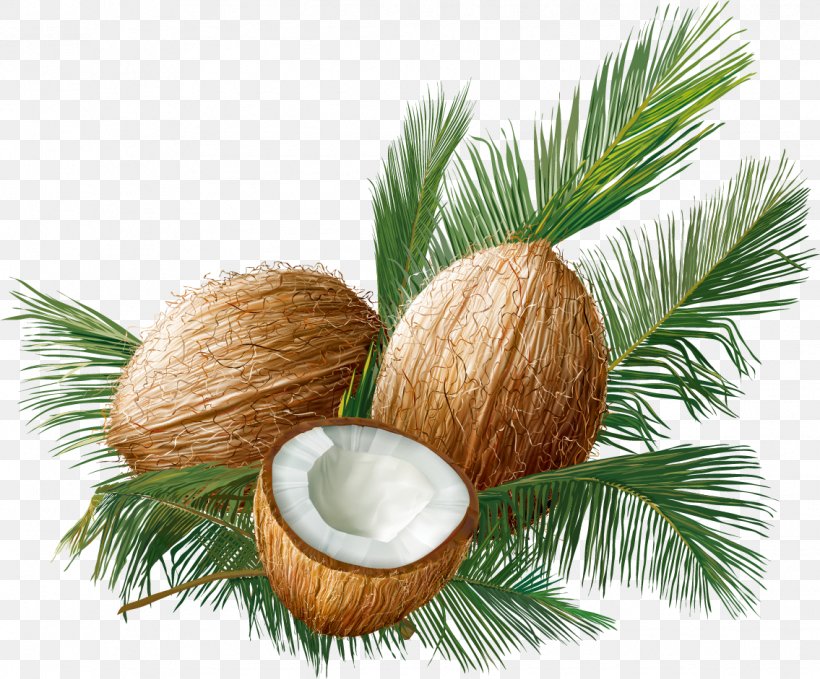 Coconut Euclidean Vector Tropical Fruit, PNG, 1135x941px, Coconut, Arecaceae, Christmas Ornament, Fir, Fruit Download Free